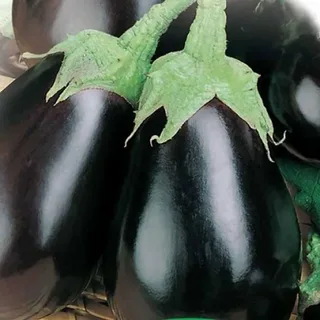 تصویر 2 از معرفی بادمجان گلخانه ای جیرفت + بهترین قیمت خرید